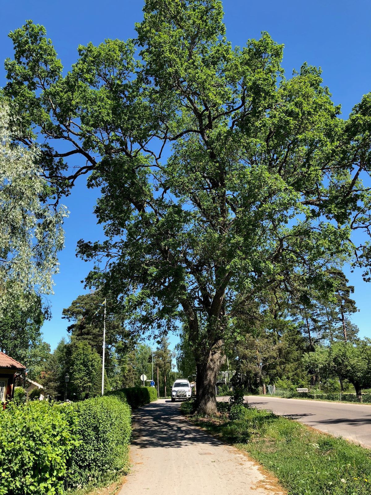 Hjalmars ek i sommarskrud.